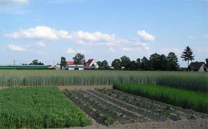 crop rotation