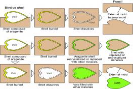 Mold vs. Cast fossils